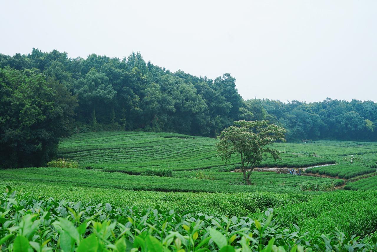 Hotel The Mountain Hangzhou Exterior foto